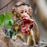 How Plastic Affect Wildlife