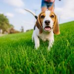 How to Start a Dog Walking Business in the UK Complete Guide