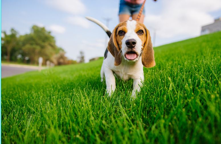 How to Start a Dog Walking Business in the UK Complete Guide