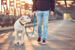 Things To Do When Starting a Dog Walking Business