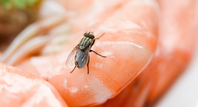 8 Tips for Controlling Small Flies in Restaurants and Bars