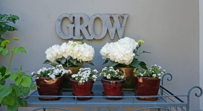 How to Pick the Right Plant Stand How to Pick the Right Plant Stand