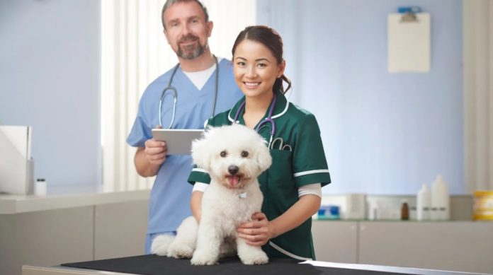 How Vets Can Decide It’s Time to Use a Collection Agency