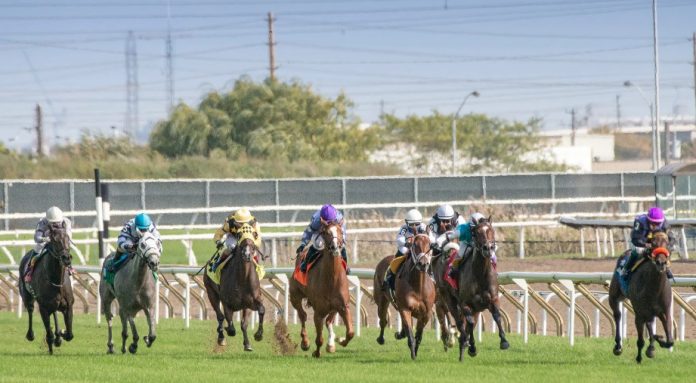 A Beginner's Guide to UK Horse Racing Betting