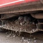 What Happened in the Nailsea Royal Mail Bird Rescue Incident